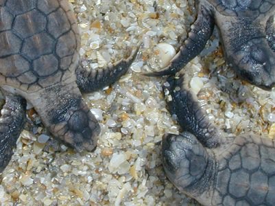 Things To Do Ecotourism Turtles.jpg